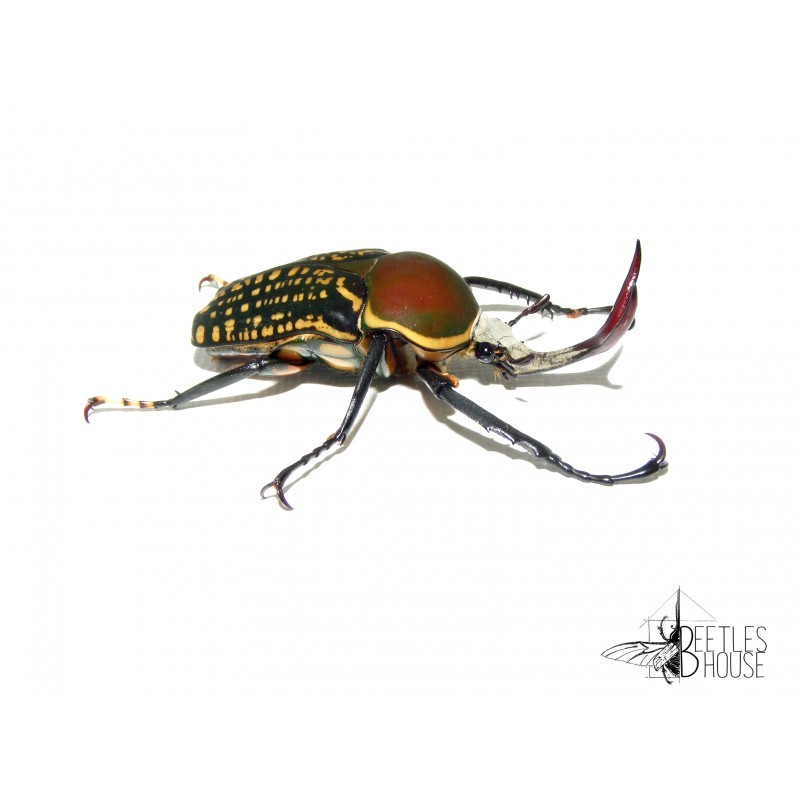 Mecynorrhina harrisi X 1 larve L1/2 Mecynorrhina harrisi X 1 larve L1/2