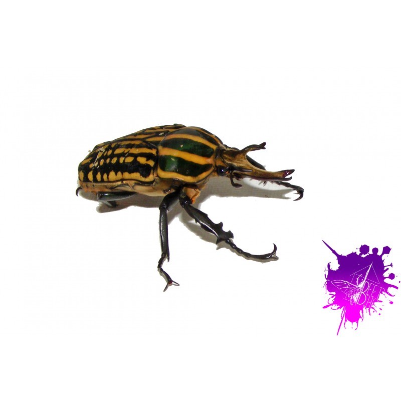 Mecynorrhina savagei X 1 Larve L3 Mecynorrhina savagei X 1 Larve L3