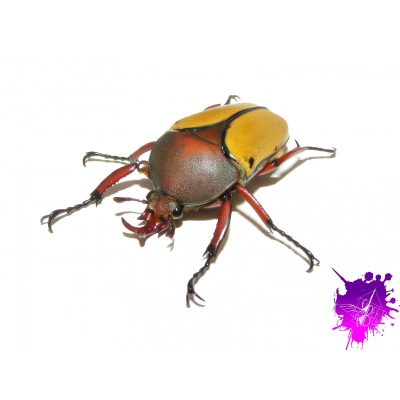 Eudicella tetraspilota euthalia X 1 larve L2/3 Eudicella tetraspilota euthalia X 1 larve L2/3