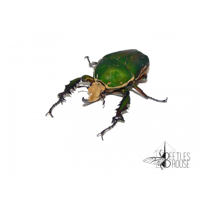 Mecynorrhina torquata immaculicollis X 1 larve L3 Mecynorrhina torquata immaculicollis X 1 larve L3