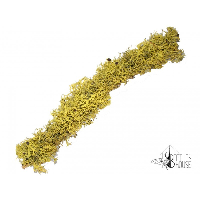 Branche 15/20 cm de Lichen naturel X 1 Branche 15/20 cm de Lichen naturel X 1