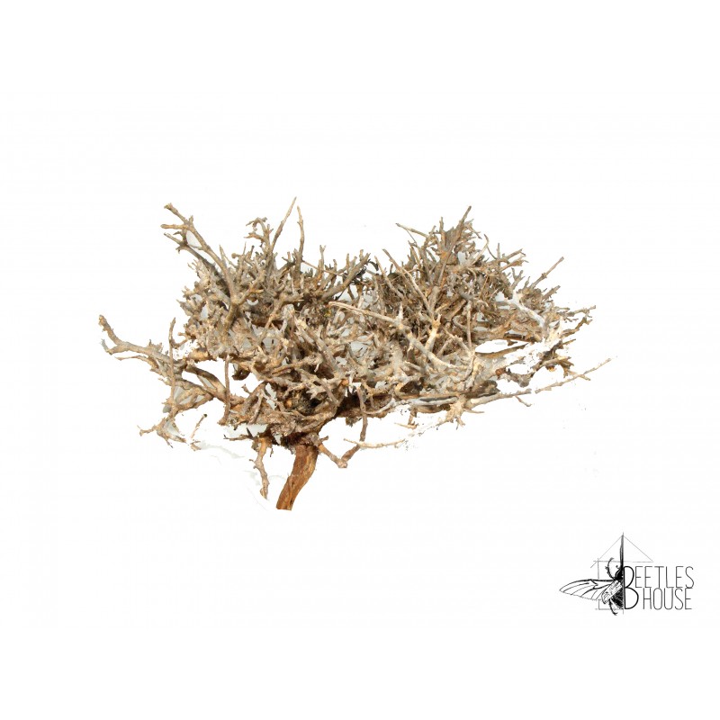 Branche décorative compacte ( 20 cm ) X 1 Branche décorative compacte ( 20 cm ) X 1