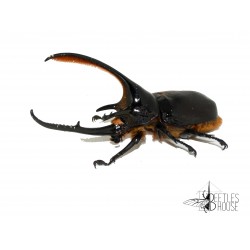 Dynastes neptunus X 1 larve L2