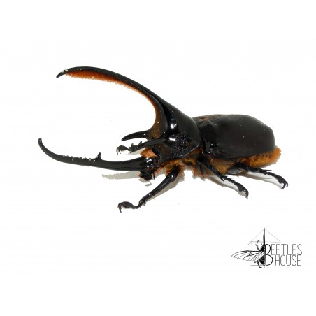 Dynastes neptunus X 1 larve L2