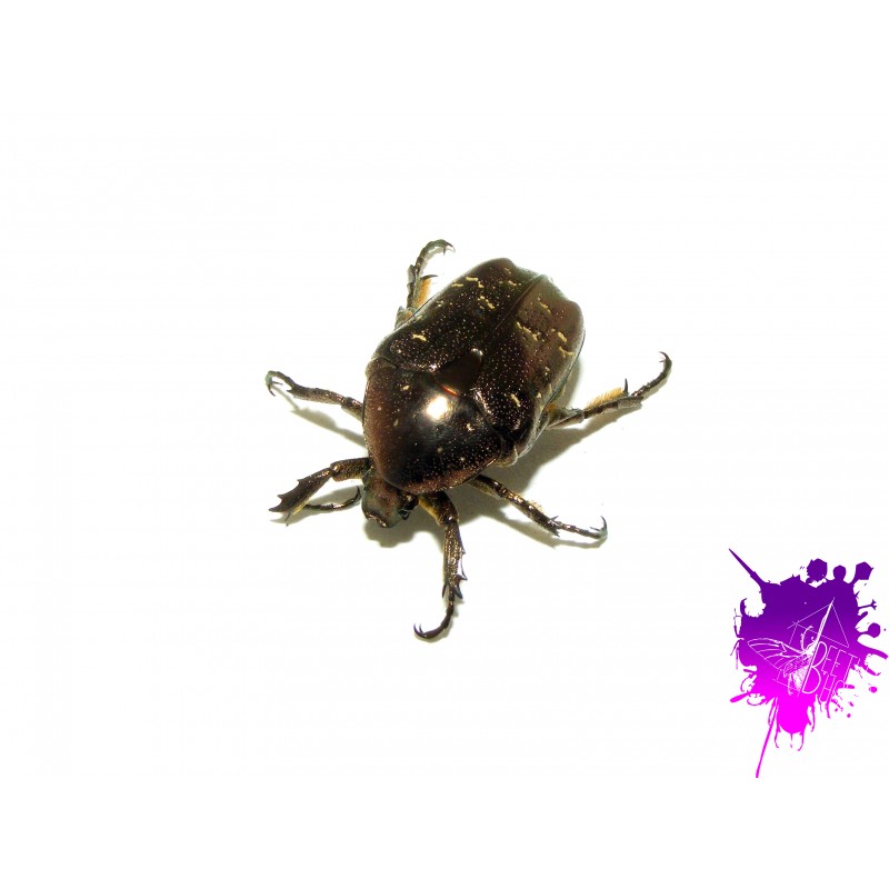 Protaetia orientalis X 1 larve L2/3 Protaetia orientalis X 1 larve L2/3