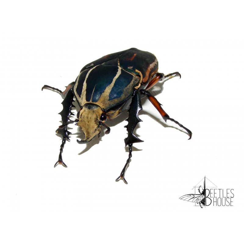 Mecynorhina torquata ugandensis X 1 larve L1/2