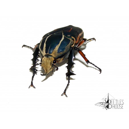 Mecynorhina torquata ugandensis X 1 larve L1/2