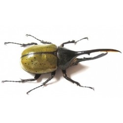 Dynastes hercules...