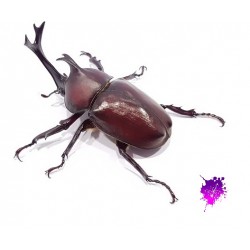 Trypoxylus dichotomus...