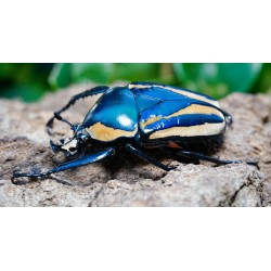 Dicronorhina derbyana BLUE...