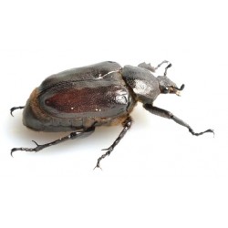 Osmoderma opicum Larve