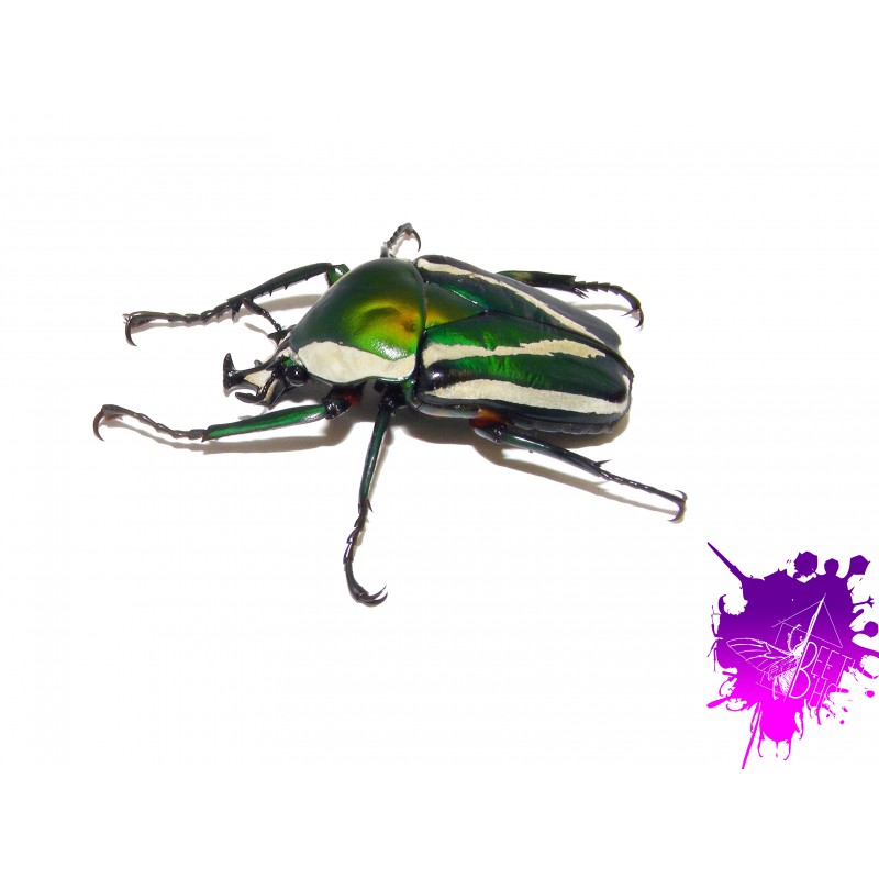 Dicronorhina derbyana derbyana X 1 larve L2/3