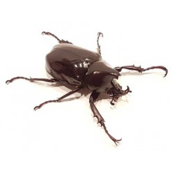 Xylotrupes beckeri X 1...