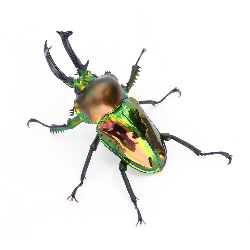 Phalacrognathus muelleri X...