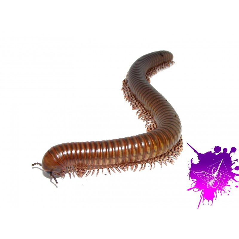 Telodeinopus aoutii X 1 jeune/moyen Telodeinopus aoutii X 1 jeune/moyen
