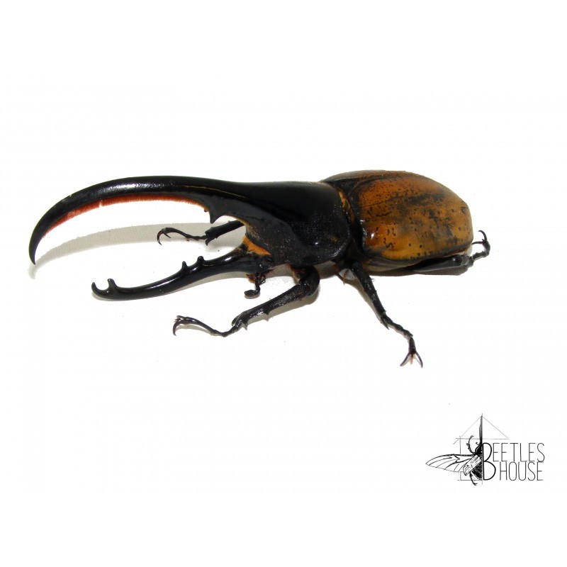 Dynastes Ecuatorianus X 1 Larve L1/2 Dynastes Ecuatorianus X 1 Larve L1/2