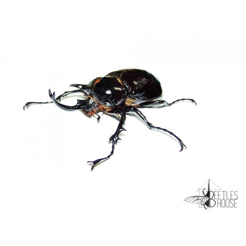 Megasoma Mars X 1 larve L2/3 Megasoma Mars X 1 larve L2/3