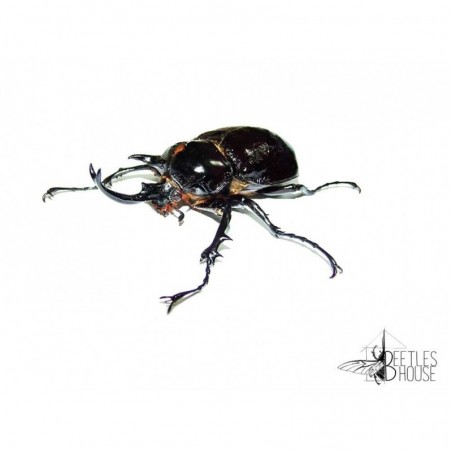 Megasoma Mars X 1 larve L2/3