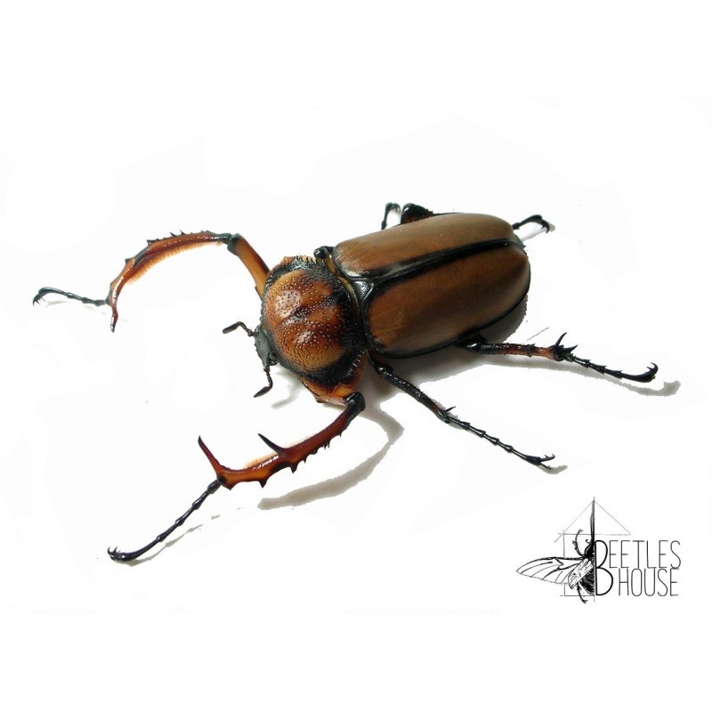 Propomacrus davidi X 1 larve L1/2 Propomacrus davidi X 1 larve L1/2