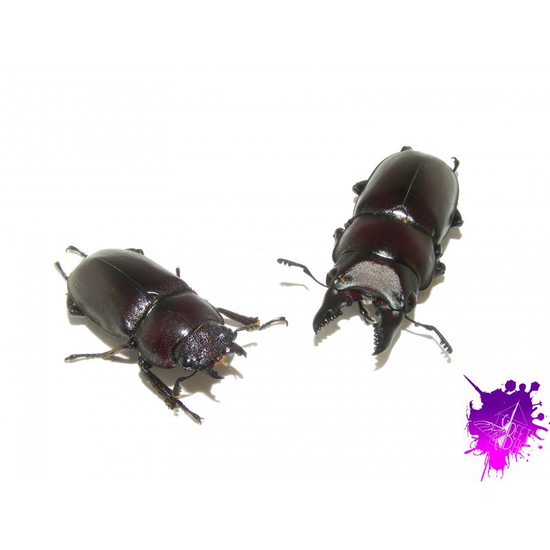 Prosopocoilus ssp ( senegalensis ?? ) X 1 couple adulte Prosopocoilus ssp ( senegalensis ?? ) X 1 couple adulte