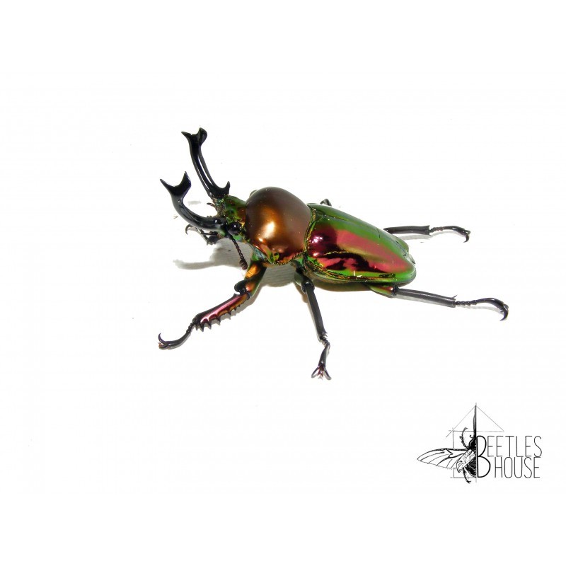 Phalacrognathus muelleri colormix X 1 larve L2/3 Phalacrognathus muelleri colormix X 1 larve L2/3